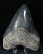 Grey Fossil Megalodon Tooth #12827-2